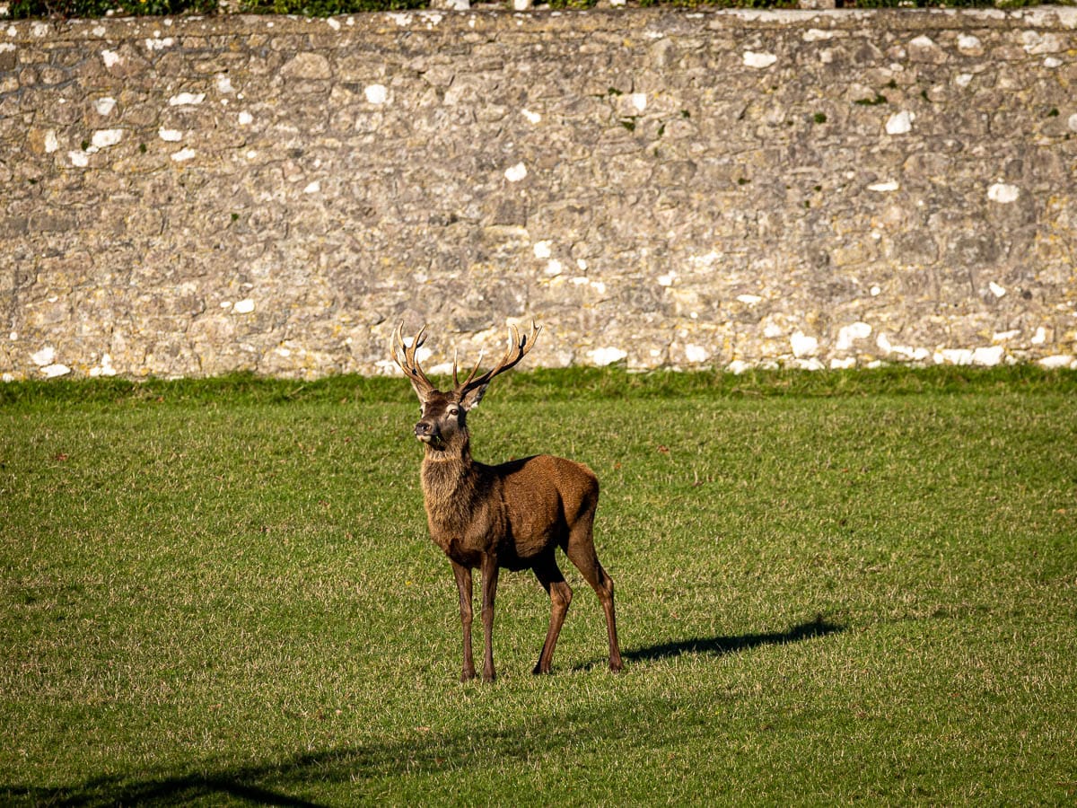 Naming our young Stag